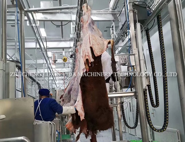 Live cattle slaughtering line