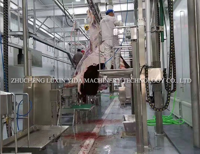 Cattle slaughtering line