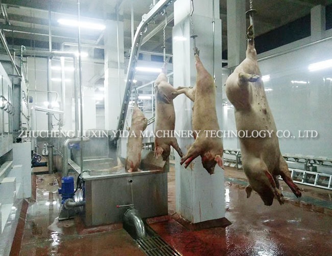 Pig depilation in scalding bath
