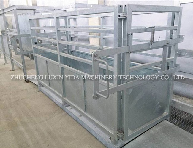 Live cattle weighing system