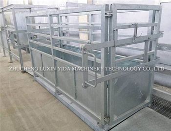 Live cattle weighing system