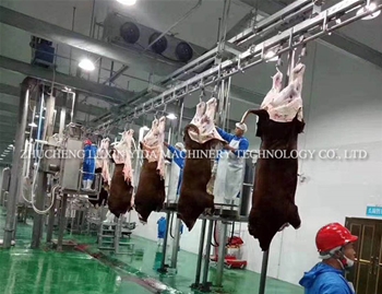 Cattle Carcass processing conveyor