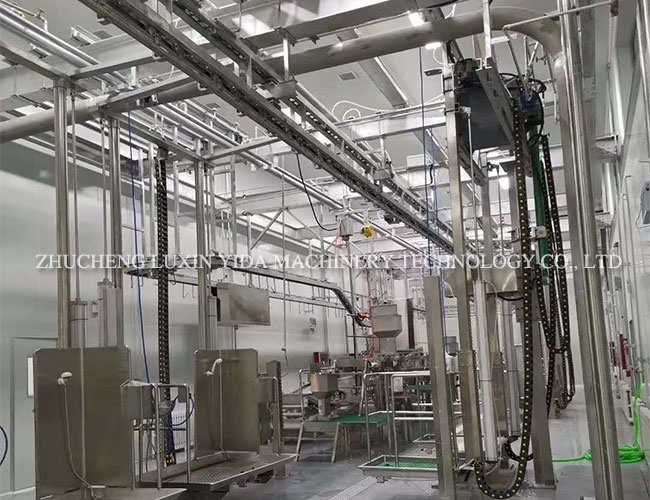 Live cattle hanging slaughtering line