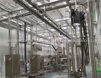 Live cattle hanging slaughtering line
