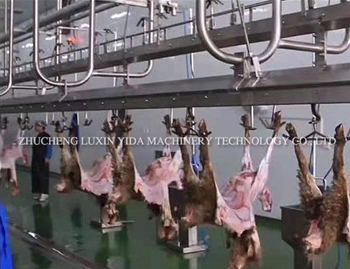 Sheep slaughtering line