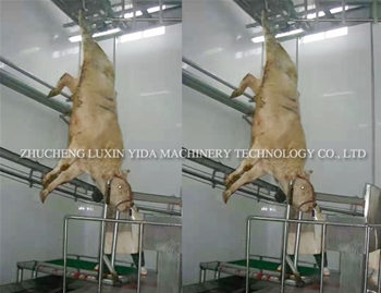 Cattle hanging killing line