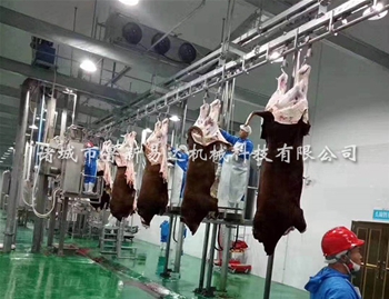 牛胴体加工输送机